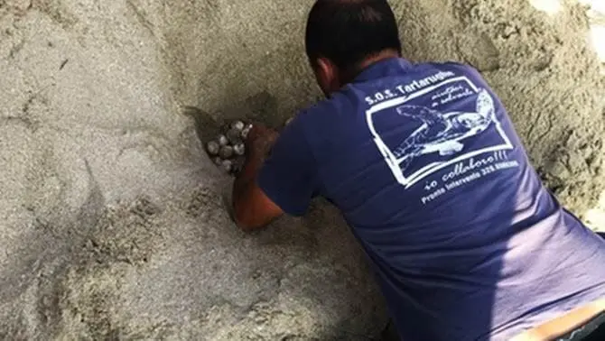 Cento uova di tartaruga tra i bagnanti, sorpresa nel Salento