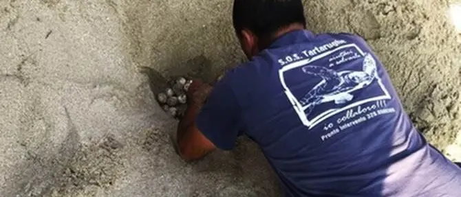 Cento uova di tartaruga tra i bagnanti, sorpresa nel Salento