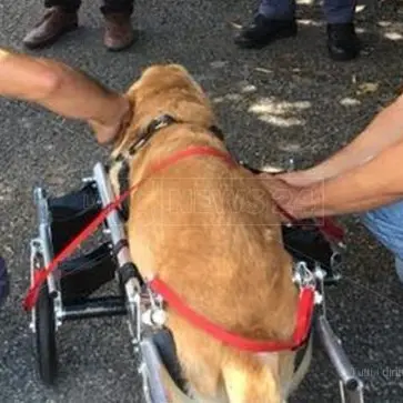 Dal Veneto un carrellino per Dylan, il cane malato che ha commosso il web