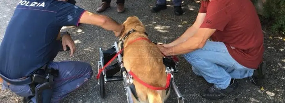 Dal Veneto un carrellino per Dylan, il cane malato che ha commosso il web