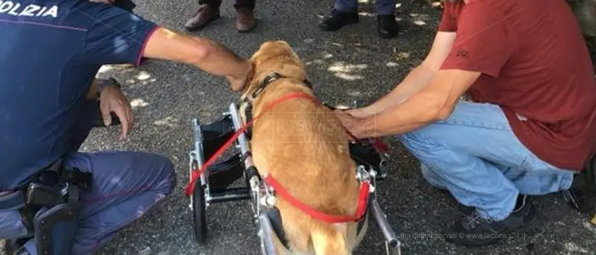 Dal Veneto un carrellino per Dylan, il cane malato che ha commosso il web