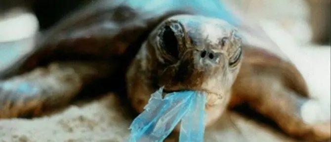 Stragi di tartarughe marine: il peggior nemico è l'uomo