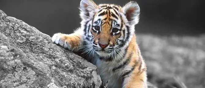 Giornata mondiale della tigre: ecco come la stiamo uccidendo