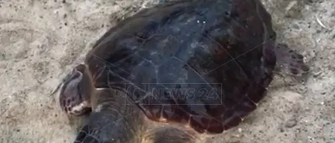 Ferita da un amo faticava a nuotare, tartaruga soccorsa dai bagnanti a Pizzo
