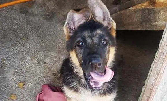 Morto Kaos, cane eroe di Amatrice. Il testimone passa alla figlia Kora