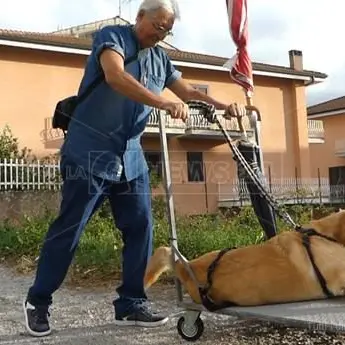 È morto Dylan, il labrador malato che ha commosso l’Italia