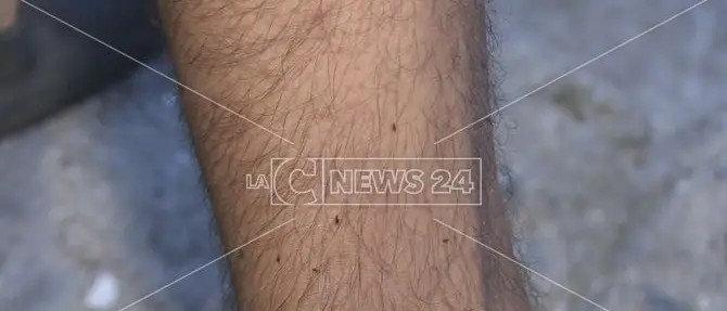 Cosenza, allarme pulci nel centro storico -VIDEO