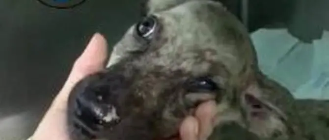 Cucciolo gettato in un fosso nel Catanzarese, è grave