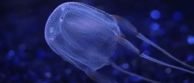 Filippine, bimba italiana muore punta da una medusa