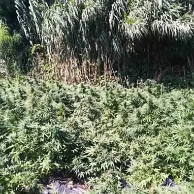 Oltre mille piante di marijuana a Candidoni, due arresti