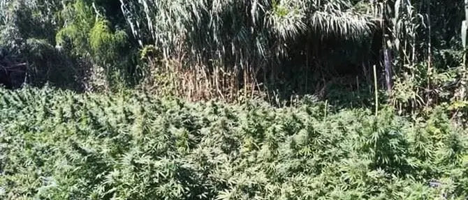 Oltre mille piante di marijuana a Candidoni, due arresti