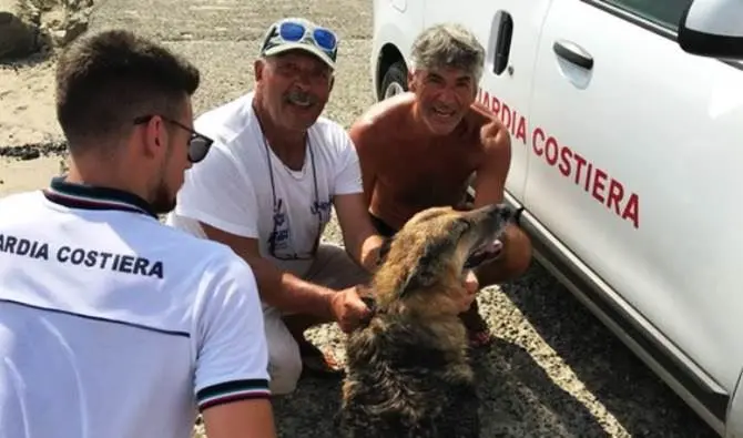 Scappa per inseguire il padrone, cane soccorso in mare da pescatori