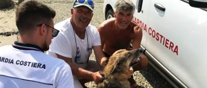 Scappa per inseguire il padrone, cane soccorso in mare da pescatori
