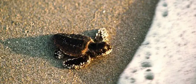 Il miracolo della vita: si schiudono le prime uova di tartaruga in Calabria