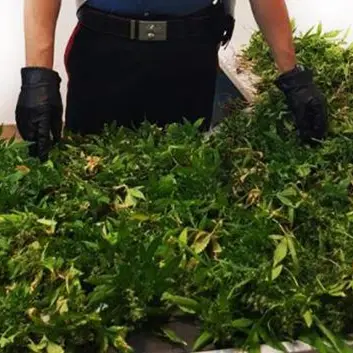 Coltiva sul terrazzo marijuana, un arresto a Reggio