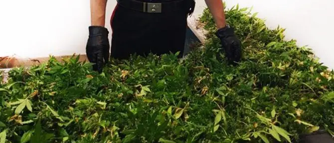 Coltiva sul terrazzo marijuana, un arresto a Reggio