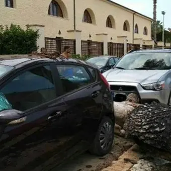 Tragedia sfiorata a Briatico: grosso albero cade in strada