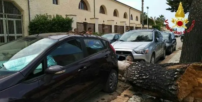 Tragedia sfiorata a Briatico: grosso albero cade in strada