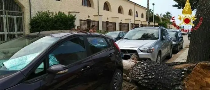 Tragedia sfiorata a Briatico: grosso albero cade in strada
