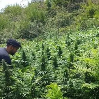 Vasta piantagione di marijuana rinvenuta nel Reggino