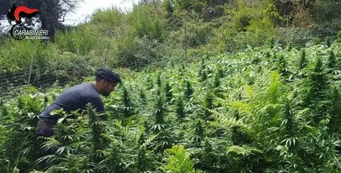 Vasta piantagione di marijuana rinvenuta nel Reggino