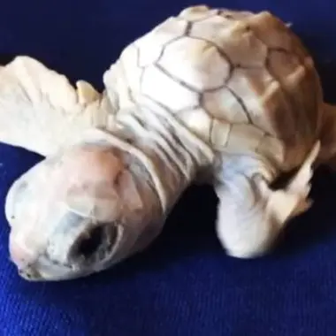 Si schiudono le uova di caretta caretta in Calabria: sorpresa per la nascita di una tartaruga albina -VIDEO