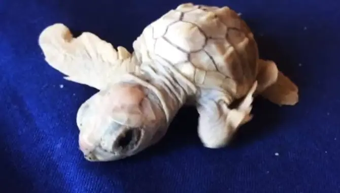 Si schiudono le uova di caretta caretta in Calabria: sorpresa per la nascita di una tartaruga albina -VIDEO