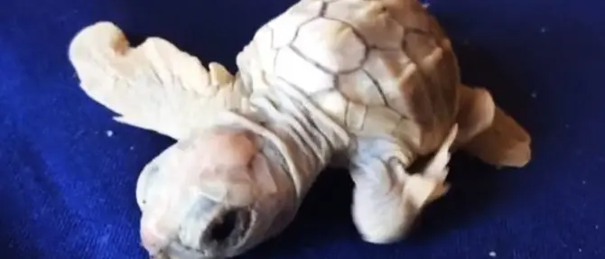 Si schiudono le uova di caretta caretta in Calabria: sorpresa per la nascita di una tartaruga albina -VIDEO