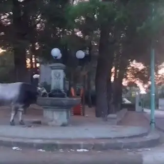 Vacche sacre, in 8 mesi catturati e abbattuti 183 bovini nel Reggino -VIDEO