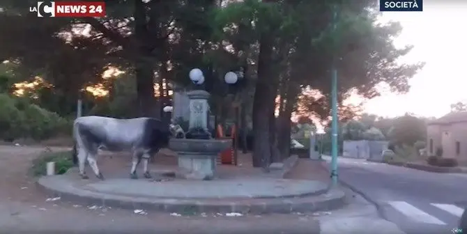 Vacche sacre, in 8 mesi catturati e abbattuti 183 bovini nel Reggino -VIDEO