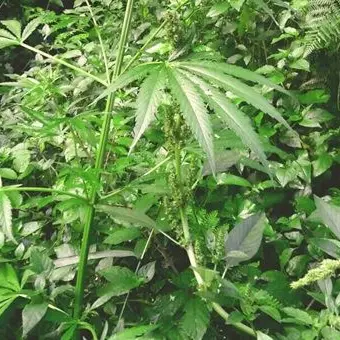 Ancora una coltivazione di canapa nel Vibonese, sequestrate 140 piante