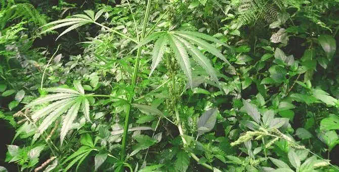 Ancora una coltivazione di canapa nel Vibonese, sequestrate 140 piante