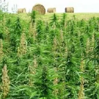 Piantagione di cannabis da 100 mila euro scoperta nel Vibonese