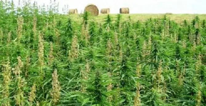 Piantagione di cannabis da 100 mila euro scoperta nel Vibonese