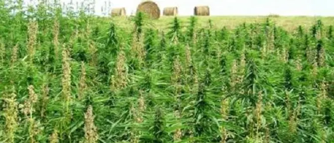 Piantagione di cannabis da 100 mila euro scoperta nel Vibonese