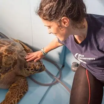 Nazzareno torna a casa: la tartaruga salvata dai volontari riconquista il mare