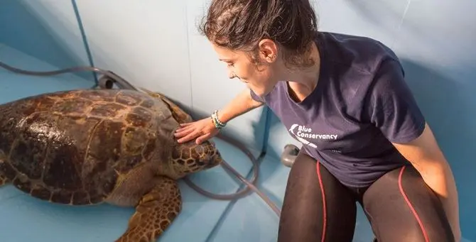 Nazzareno torna a casa: la tartaruga salvata dai volontari riconquista il mare