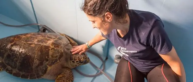 Nazzareno torna a casa: la tartaruga salvata dai volontari riconquista il mare