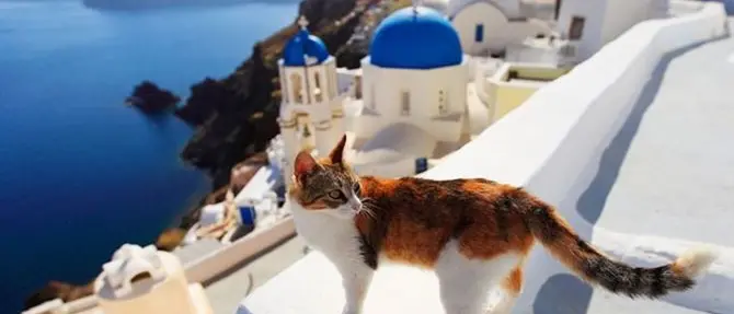 AAA Accarezzatori di gatti cercasi