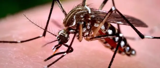 Cos’è la febbre West Nile, sintomi e complicanze\n