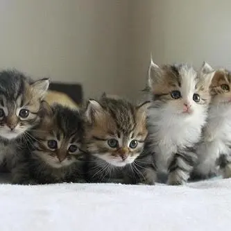 Cuccioli seviziati e uccisi, denunciata 'la serial killer dei gattini'