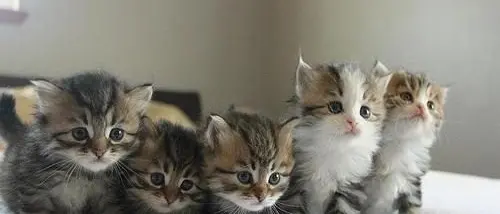 Cuccioli seviziati e uccisi, denunciata 'la serial killer dei gattini'