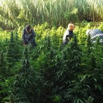 Sequestrate nella Locride 7 mila piante di marijuana. Erano nascoste in un canneto