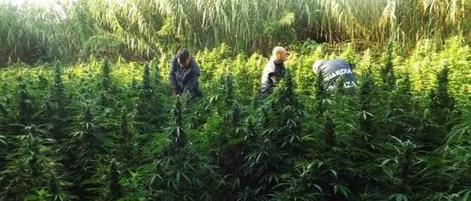 Sequestrate nella Locride 7 mila piante di marijuana. Erano nascoste in un canneto