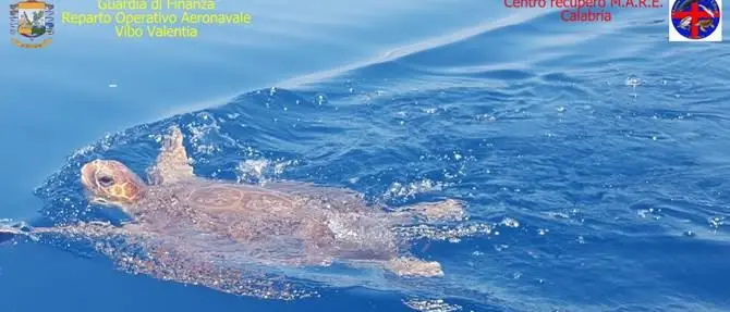 Torna il libertà Ella, la tartaruga salvata al largo di Amantea
