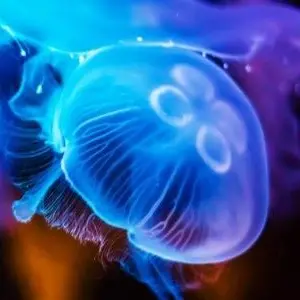 Bagnino libera meduse in mare e viene aggredito a colpi di badile