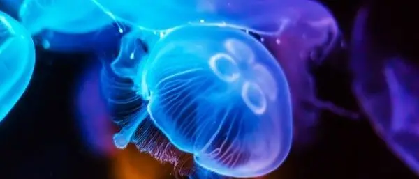 Bagnino libera meduse in mare e viene aggredito a colpi di badile