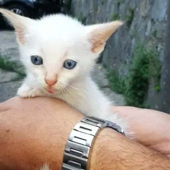 Catanzaro, salvato gattino aggrappato ad un cespuglio a dieci metri d'altezza