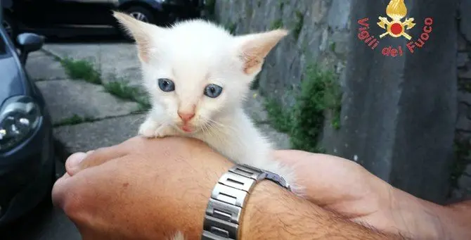 Catanzaro, salvato gattino aggrappato ad un cespuglio a dieci metri d'altezza