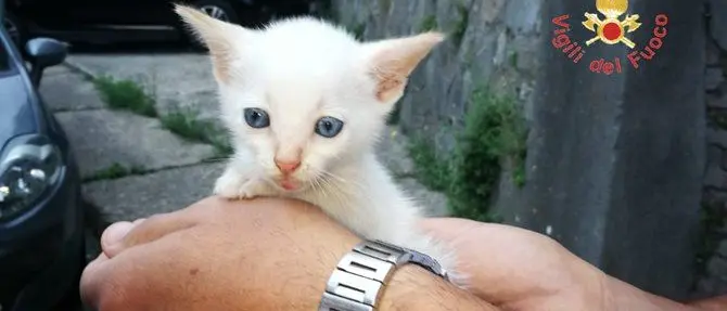 Catanzaro, salvato gattino aggrappato ad un cespuglio a dieci metri d'altezza